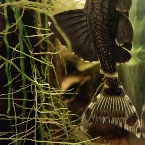 Publication de STK54