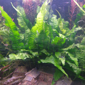 Fougère de java et mousse de java