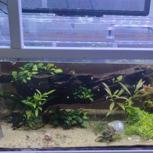 Publication de Velvetica