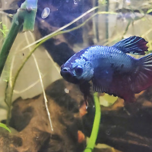 Publication de Velvetica