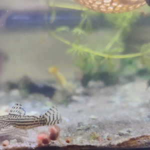 Publication de Velvetica