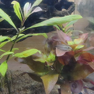 Publication de Velvetica