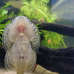 Publication de Velvetica