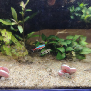 Publication de Velvetica