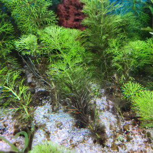 Publication de spacaud