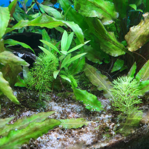 Publication de spacaud