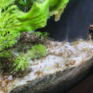 Publication de spacaud