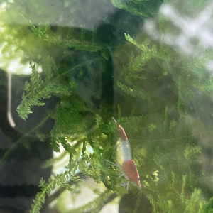 Publication de Laliesshrimp