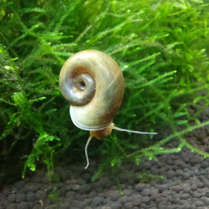 Publication de Treangiek