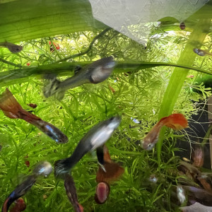 GUPPY