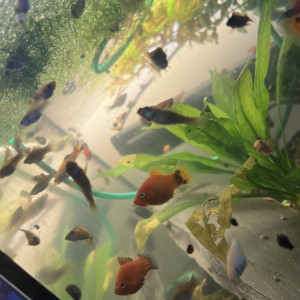 Platy gris et orange