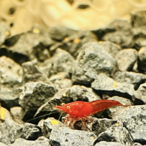Neocaridina bloody Mary demon oe