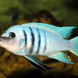 Donne Cynotilapia sp. hara Gallireya