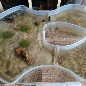 Publication de ilovehamster78