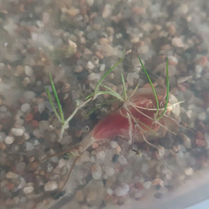 Triops longicaudatus