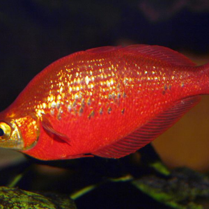 Vend Glossolepis