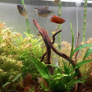 Publication de mikey