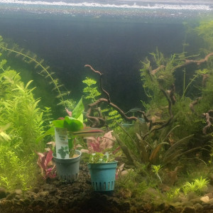 Publication de Sirius