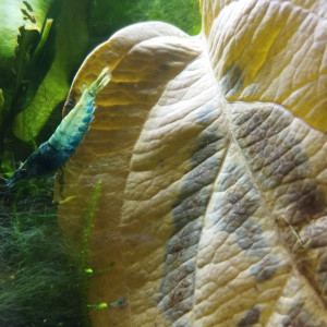 Publication de Olivier1977