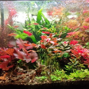 Publication de Olivier1977