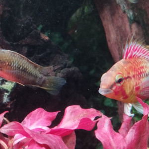 Publication de Olivier1977