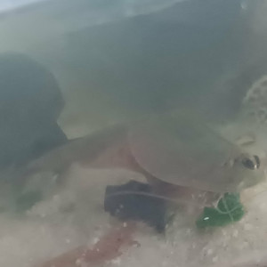 Publication de ilovehamster78