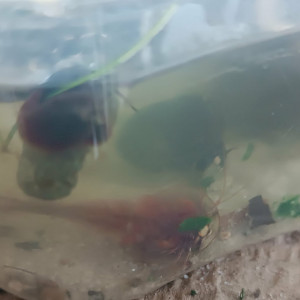 Publication de ilovehamster78