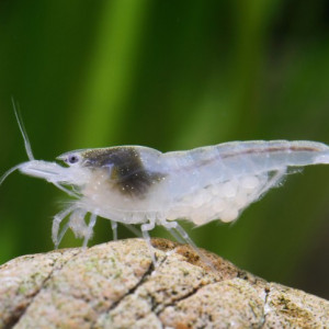 Recherche un don de crevette