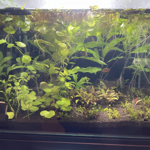 Publication de Scylla_59