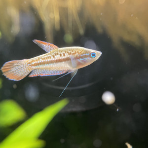 Publication de Scylla_59