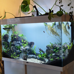 Cherche a placer en URGENCE 2 loches et un Ancistrus, adulte.