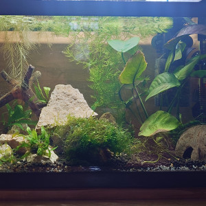 Publication de Layana