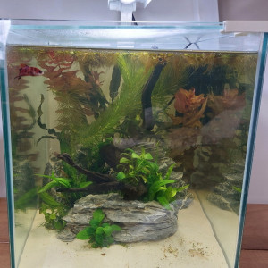 Betta Plakat Akuma 40l