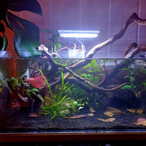 Betta Splendens Phoenix 25L