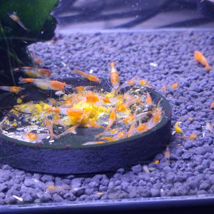 Crevette rili orange