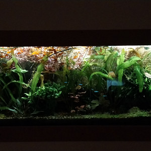 Publication de STK54