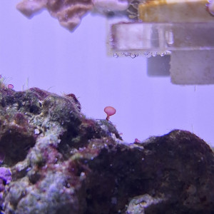 Publication de Evaelorac