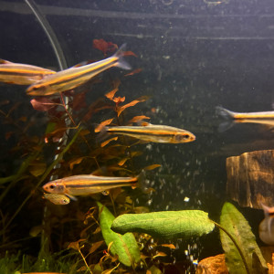 Cyprins arc-en-ciel – Notropis chrosomus – lot de 8