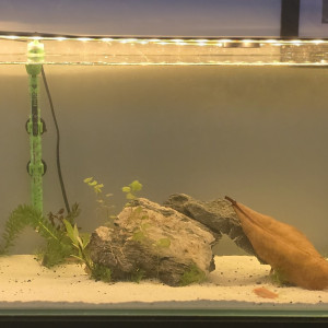 Publication de Santos13