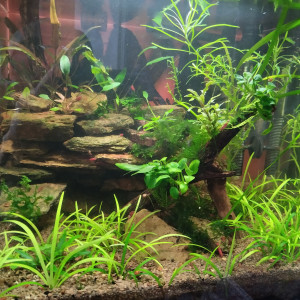 Publication de lolo95