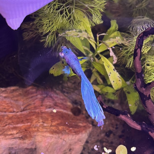 Betta mâle voile long