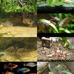 Poisson d aquarium