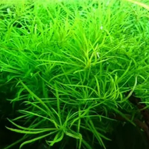 Pogostemon quadrifolius