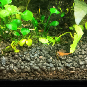 Publication de Gorthak