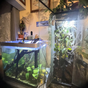 Terrarium Phasmes feuilles