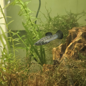 Publication de Loic26