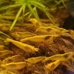 Lot De 10 Crevettes Yellow Neocaridina