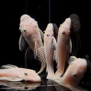 Lot de 2 Ancistrus Snow White