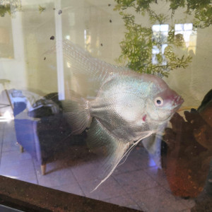 Publication de Lilie87