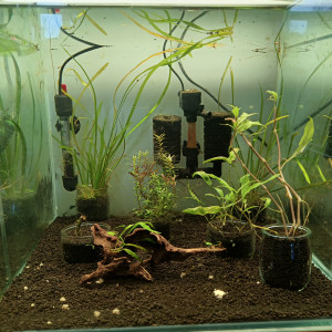 Black Galaxy Zebra Snowflake Fishbone